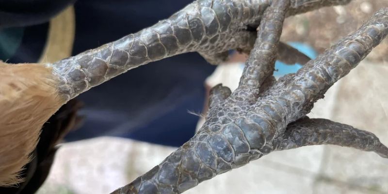 Tổng Hợp Chi Tiết Các Loại Vảy Gà “Độc” Nhất Hiện Nay 3 Hướng dẫn cách nhận biết các loại vảy gà