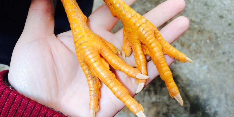 Tổng Hợp Chi Tiết Các Loại Vảy Gà “Độc” Nhất Hiện Nay 4 Tại sao việc chọn gà theo loại vảy lại quan trọng